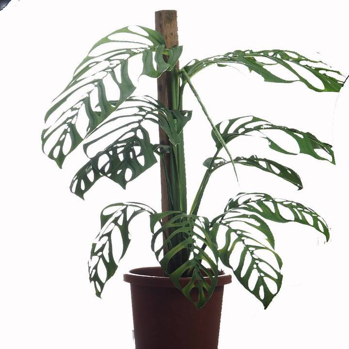 Monstera Esqueleto Epipremnoides 1mH Shopee Singapore