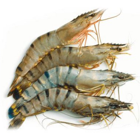 Frozen Hoso Tiger Prawn 16 20 Raw 1kg Shopee Singapore