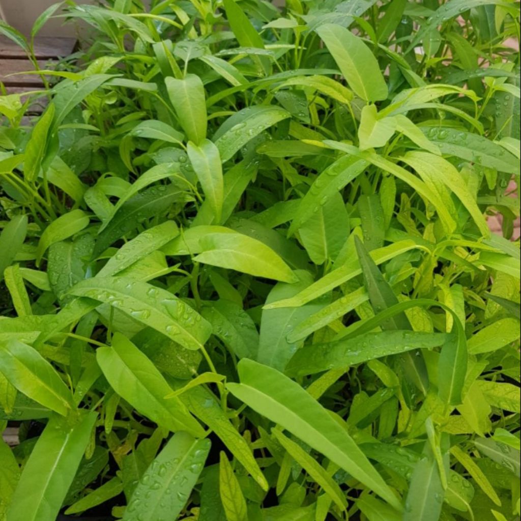 Kangkong Kang Kong Seeds Convolvulus Seeds Ezgrow Sg