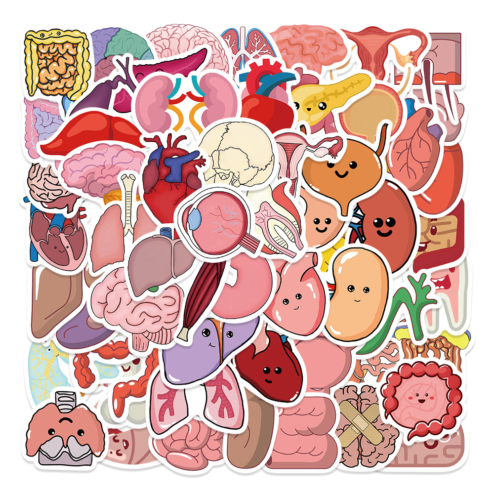 Pcs Cartoon Human Body Organ Stickers Waterproof Sticker Anatomy Map