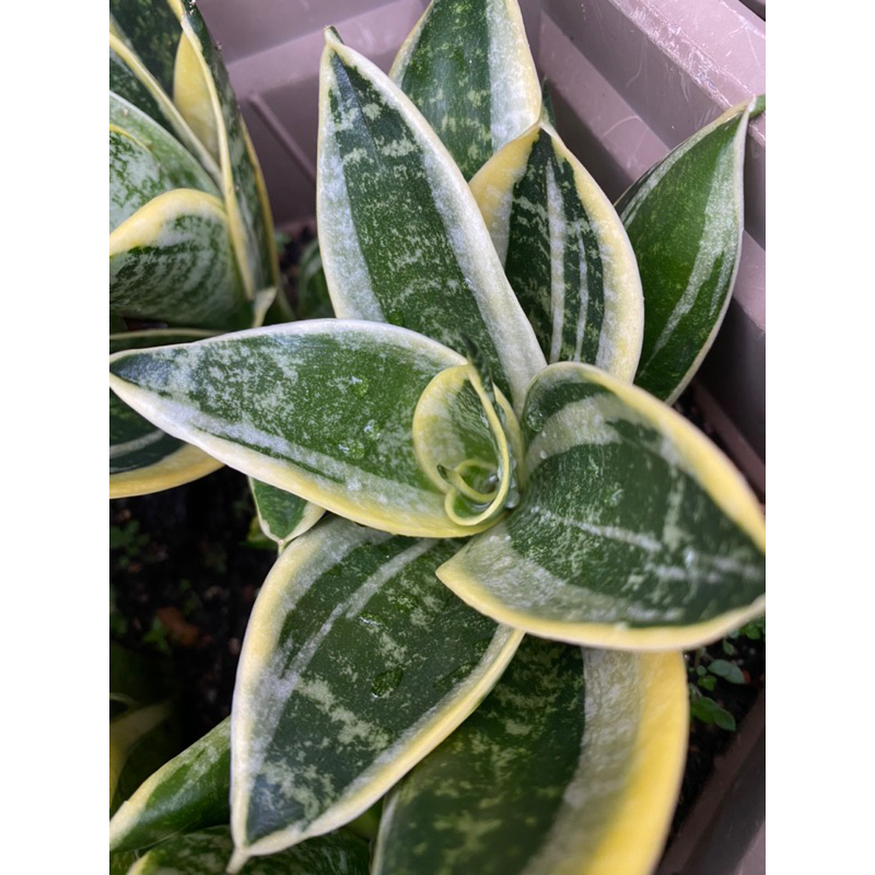 Sansevieria Trifasciata Golden Hahnii Or Dwarf Snake Plant Plant For