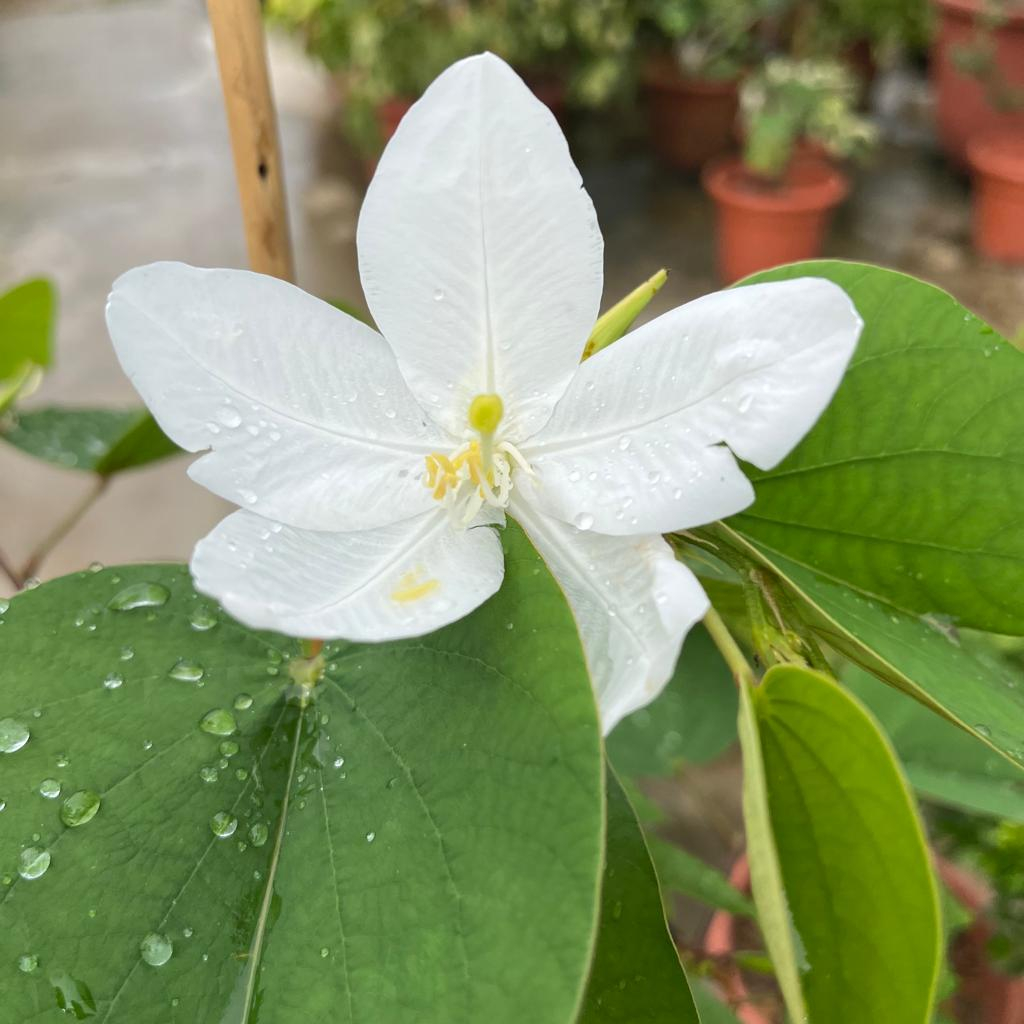 Bauhinia Acuminata Snowy Orchid Tree M Shopee Singapore