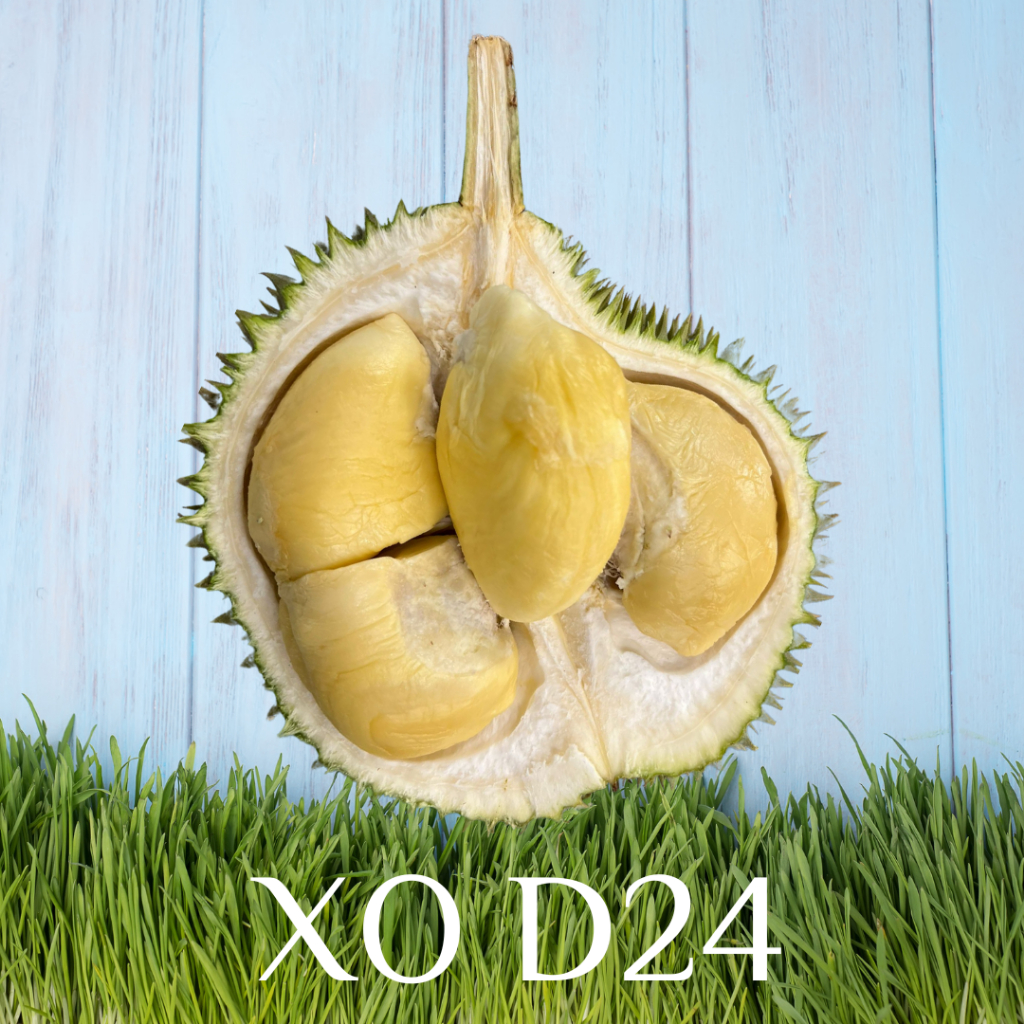 Freshly Packed Pahang Xo D Durian G Box Shopee Singapore