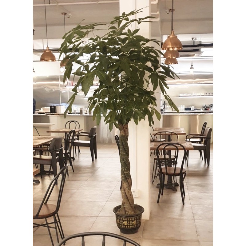 Money Tree (Pachira aquatica) Plaited, Twisted Potted Plant, 1.5m Pet