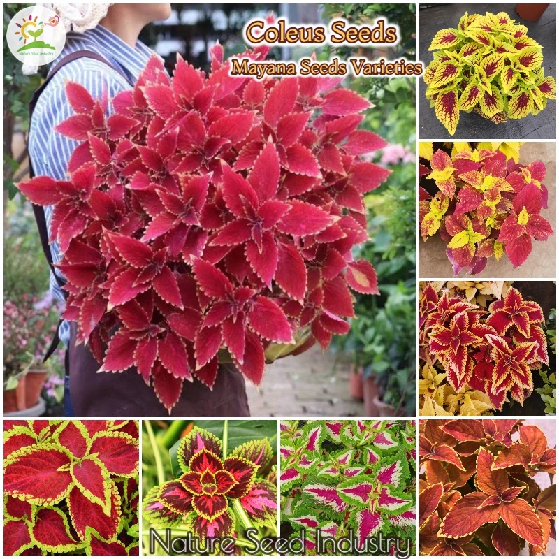 [Singapore Ready Stock] 100pcs Rare Coleus Seed Perilla Flower Seeds ...