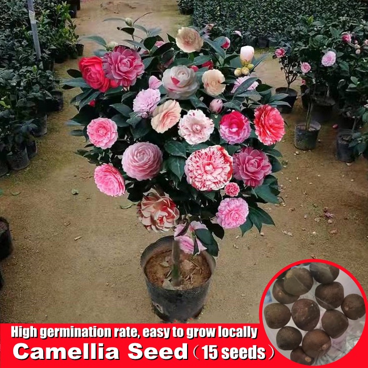 Singapore Ready Stock Assorted Colours Camellia Flower Seeds for Sale
