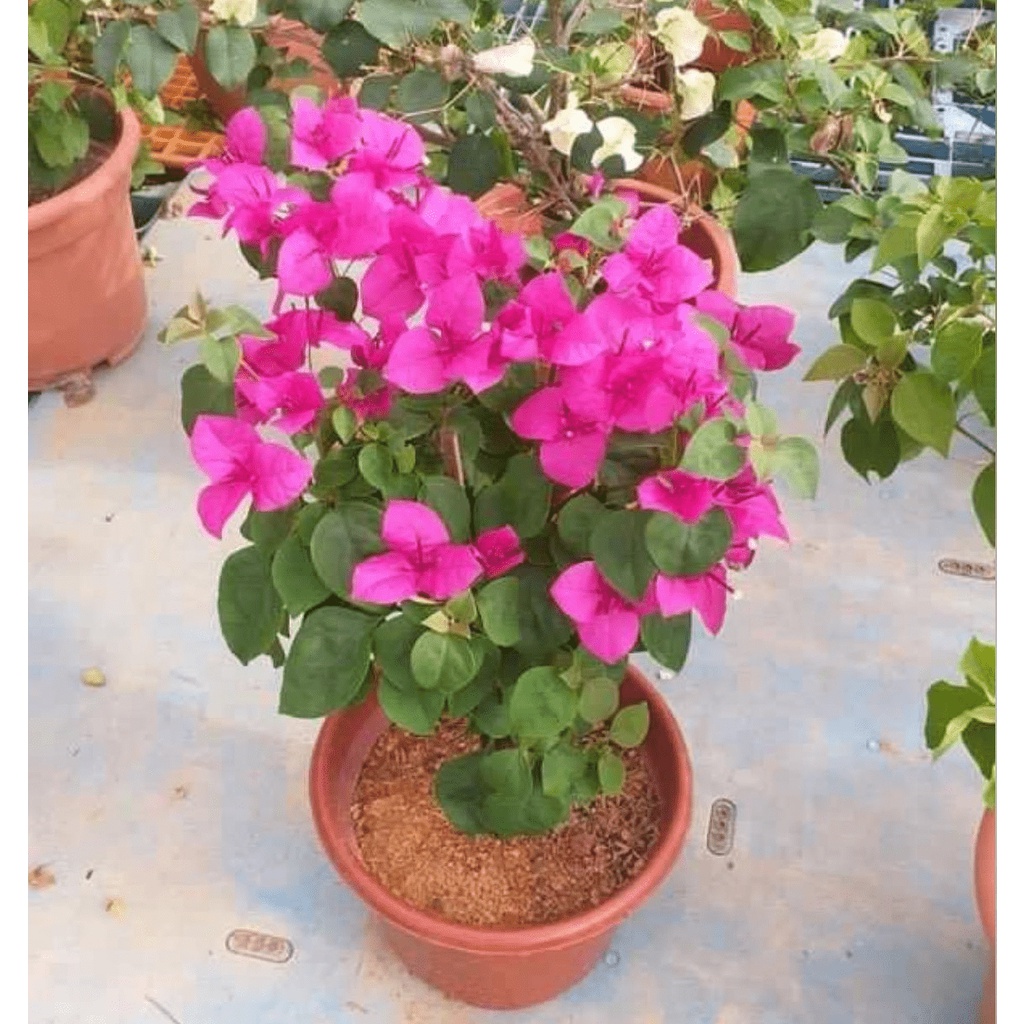 Bougainvillea 'Louis Wathen' (0.65m) | Shopee Singapore