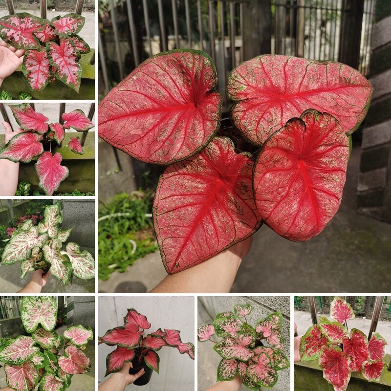 High Quality 100 Pcs/Pack Mixed Colors Caladium Seeds for Sale Rare ...