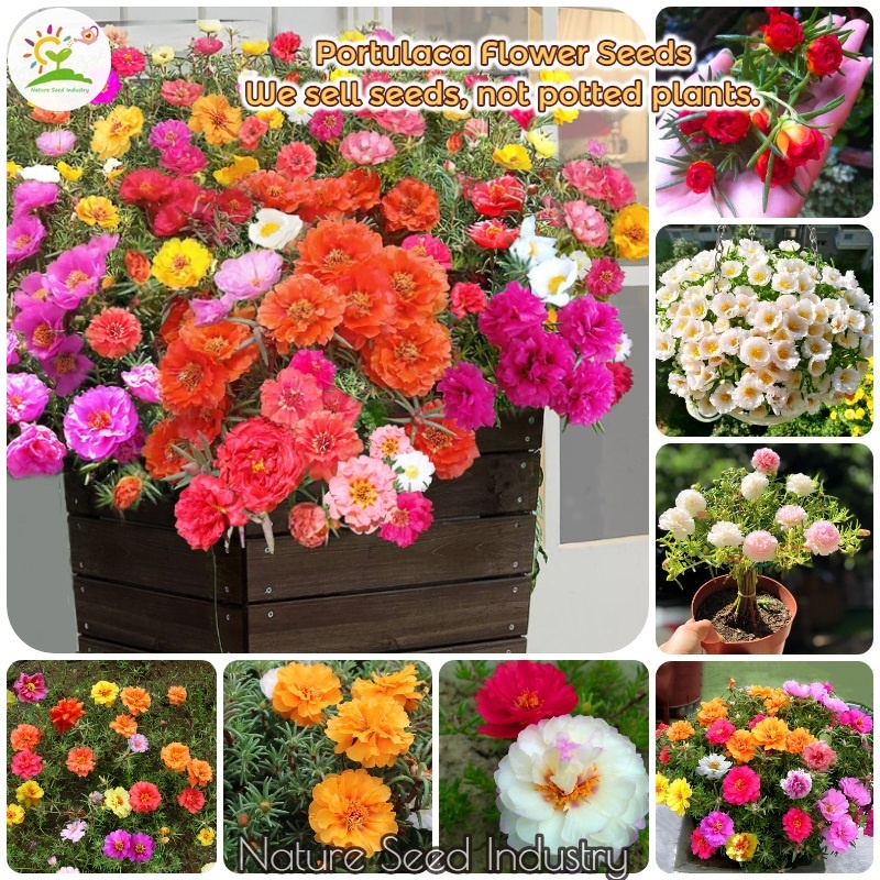 [Fast Germination] Portulaca Flower Seeds Bonsai Flowering Plants Seeds