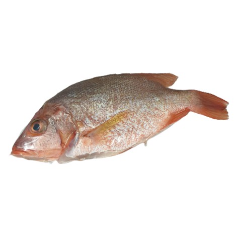 [OSE] RED SNAPPER /FRESH /CLEANED/400-500GM/红鸡鱼 | Shopee Singapore