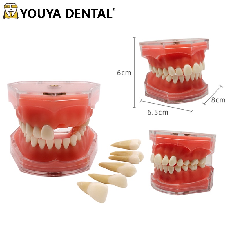 Full Tooth Detachable Model Normal Tooth Teaching Model Oral ...