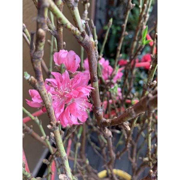 Limited edition live Sakura flower 🌸 , cherry blossom 🌸 tree . Potted ...