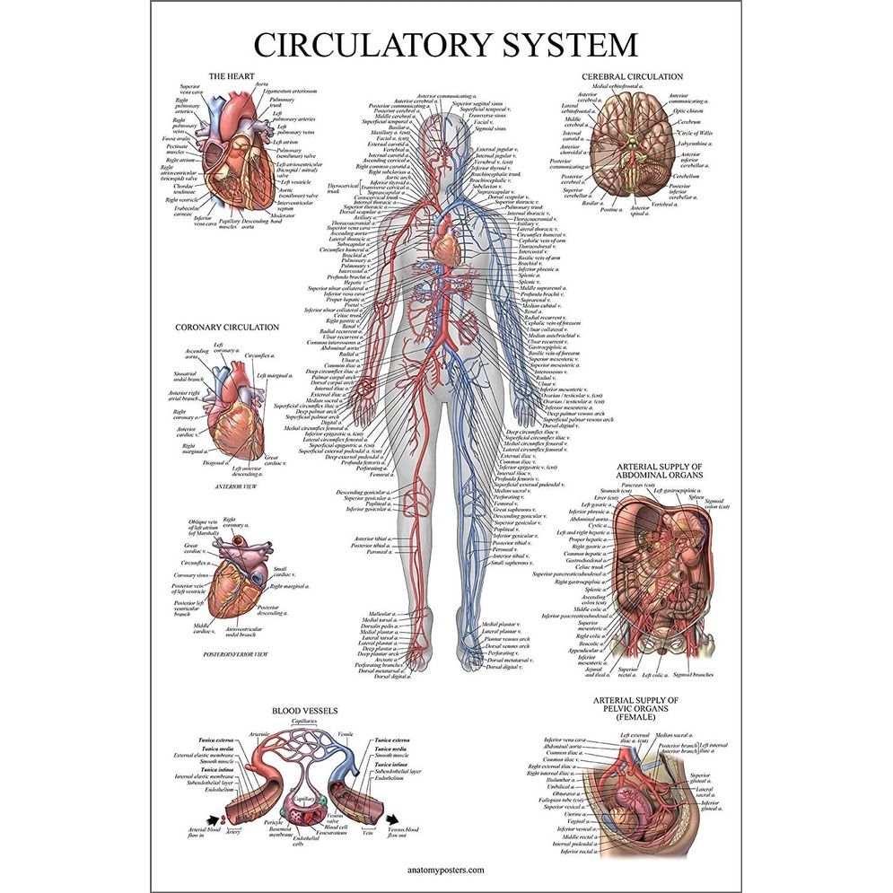 Circulating System Anatomy Pattern Vascular Anatomy Poster Double ...