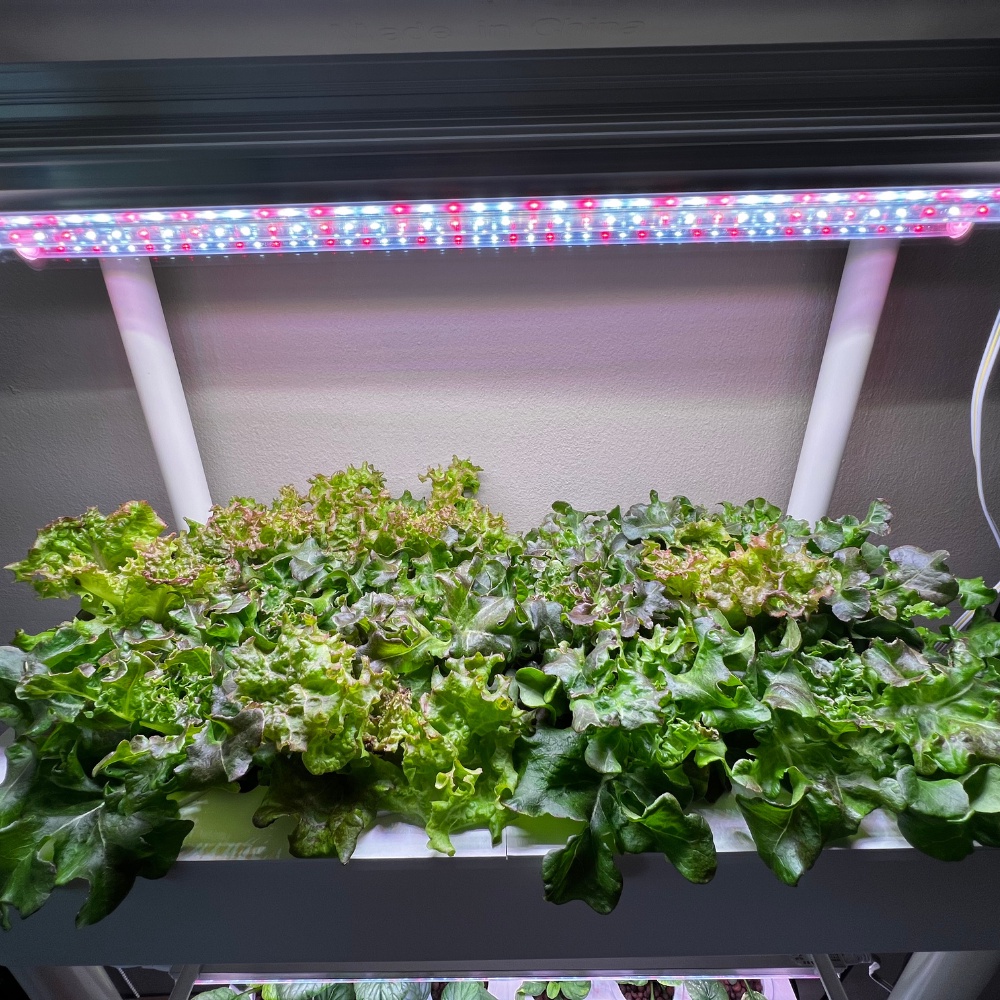 Sprout lab | BioChar, Net Cup and Coaster Kit For Hydroponics | Shopee ...