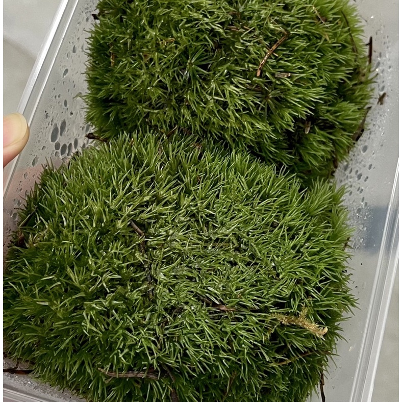 SG Local] Live Holland Moss for Terrarium, 100% Fresh Live Moss