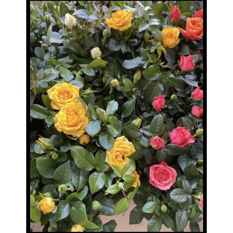 Mini Dwarf Rose organic Plant in a pot | Shopee Singapore