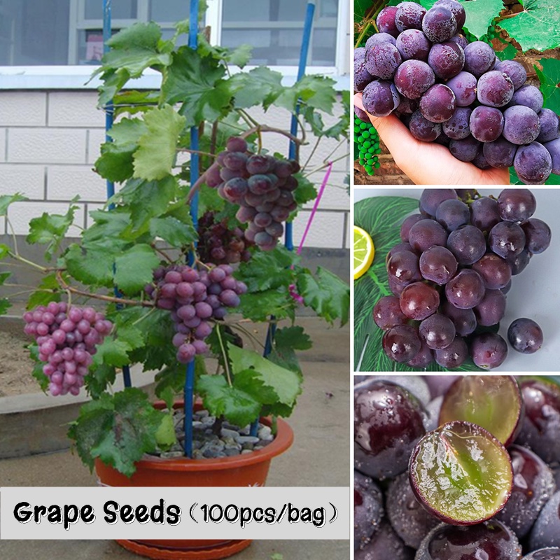 100pcs Mixed Varieties Grape Seeds for Sale Fast Germination Fruits