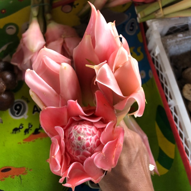Bunga Kantan Masakan Fresh dari Kampung / Ginger Flower / Torch Lily / Bunga Laksa Shopee