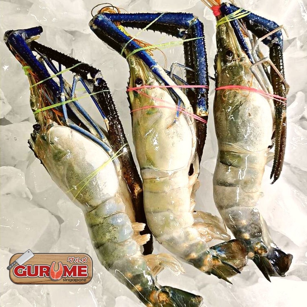 Big Head Shrimp/Prawn U15 (1kg+) Shopee Singapore