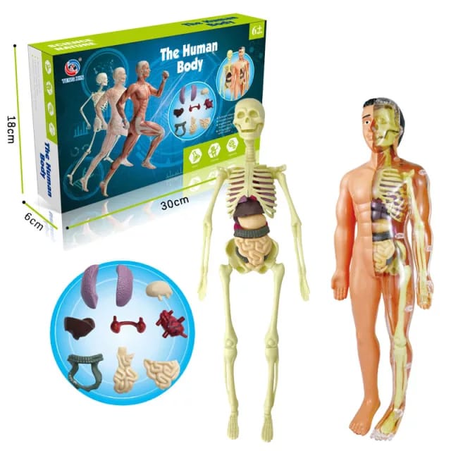 [SG ready stock] The human body DIY toys STEM educational toys | Shopee ...