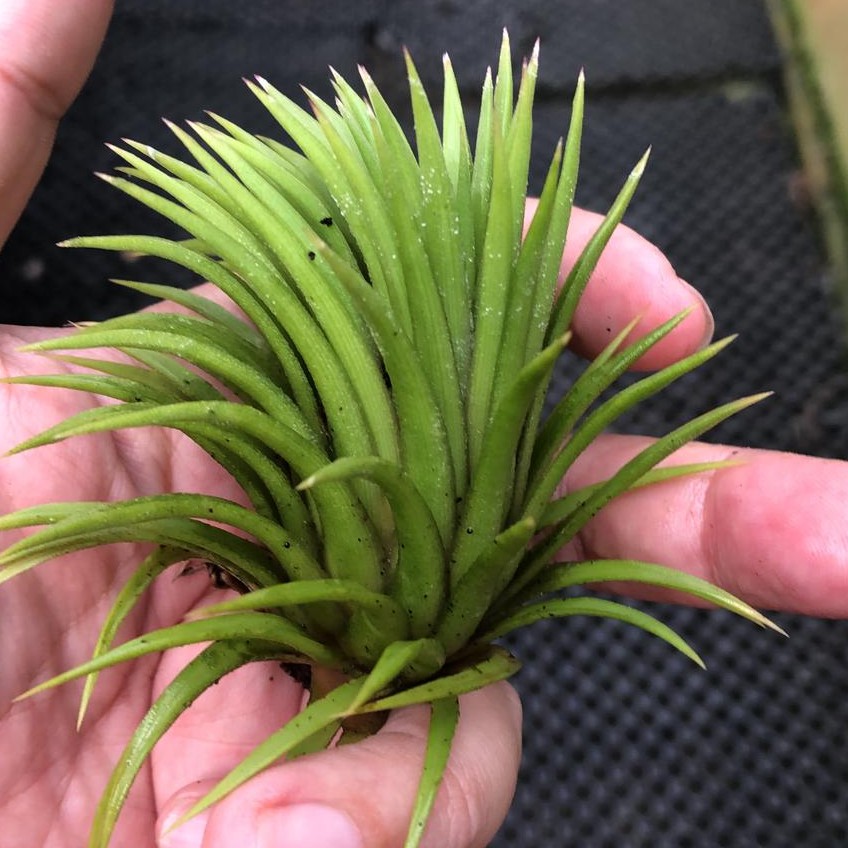 Tillandsia ionantha Thick Leaves (M) *Airplant* | Shopee Singapore