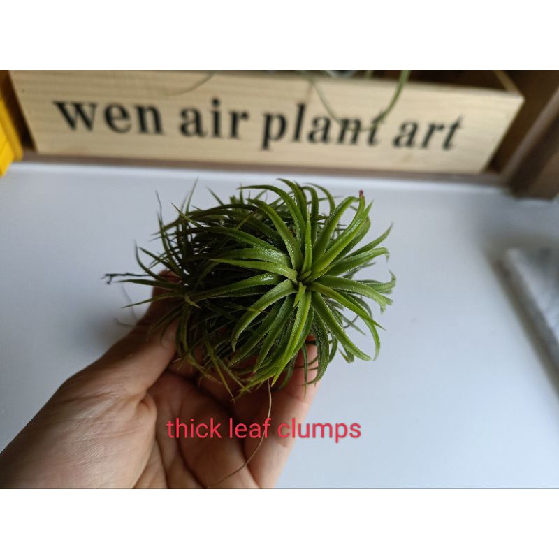 Air plant/tillandsia/Thick leaf ionantha /fresh plant /nice gift 