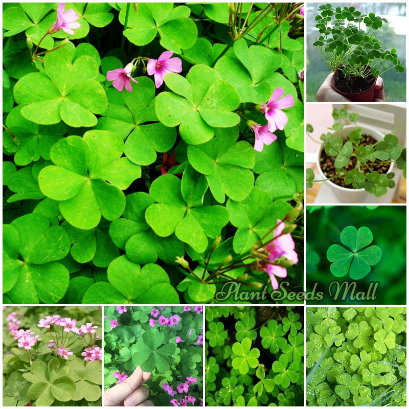 Four Leaf Clover Seeds Garden Clover Flower Plants Lucky Four Leaf ...