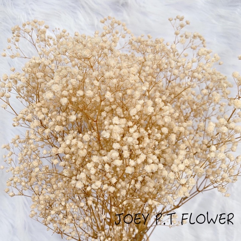 Baby's Breath - Wholesale Bulk Flowers