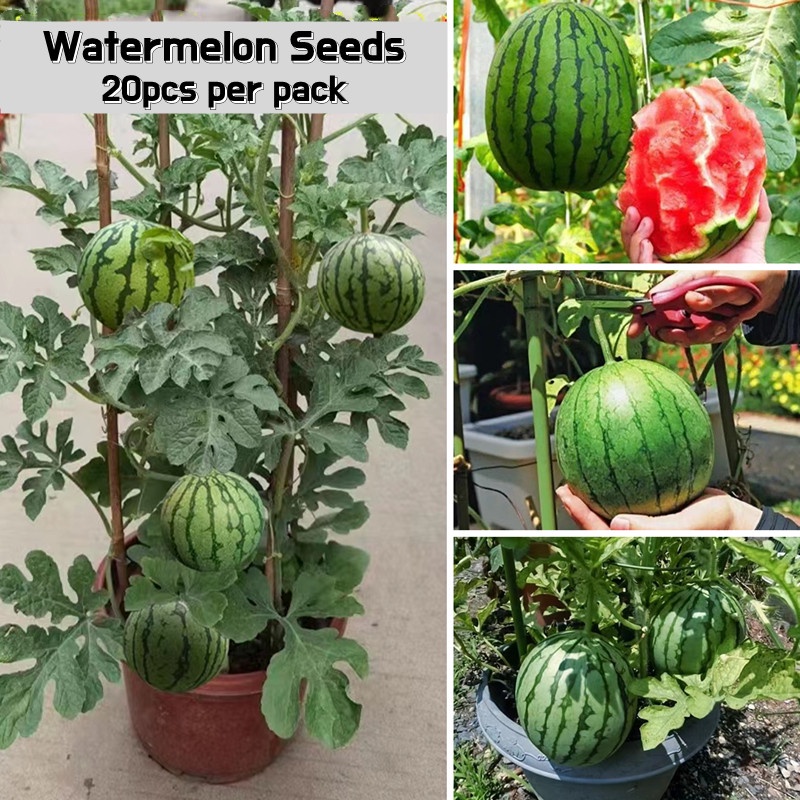 Sweet Juicy Mini Watermelon Fruit Seeds for Sale (20pcs Seeds for