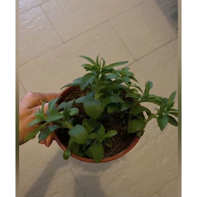 Stevia Plant Edible Herb organic sugar plant Shopee Singapore