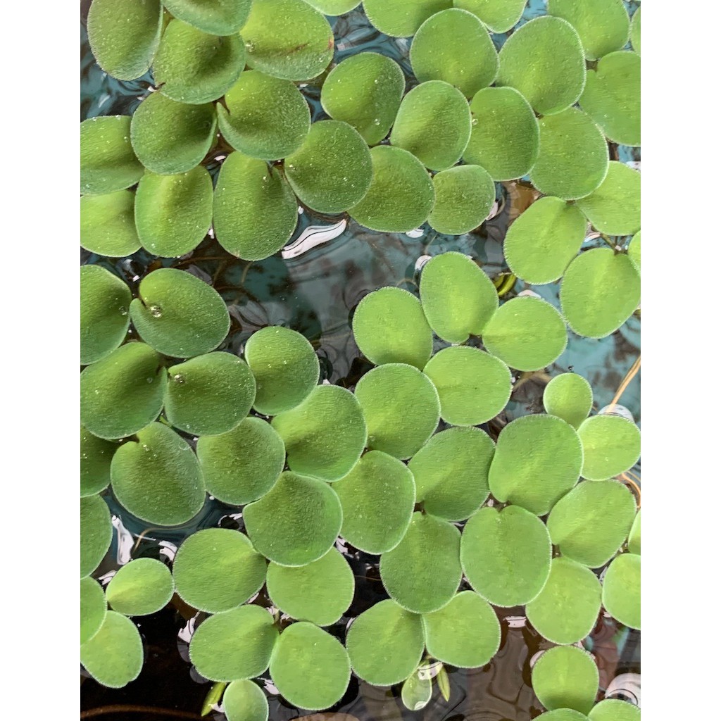 [SG READY STOCKS Live Aquatic Floating Plant] Salvinia cucullata by ...