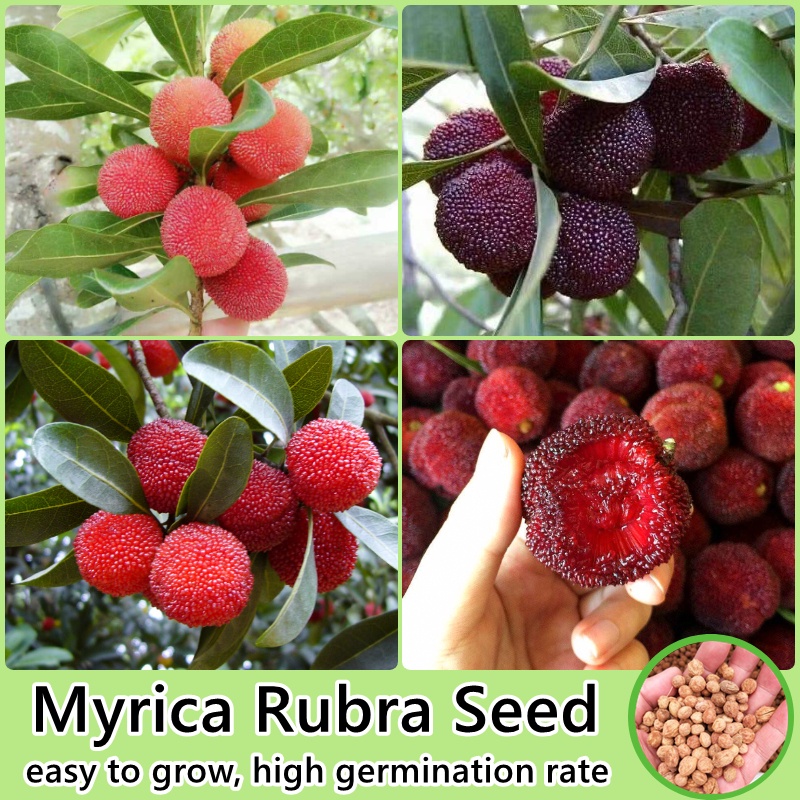 [Fast Delivery] Myrica Rubra Seed Fruit Seeds for Planting (20 Seeds