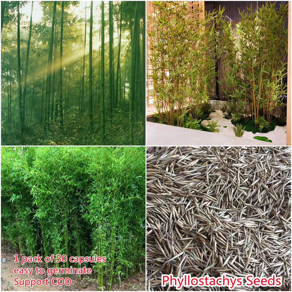 Black Bamboo Seeds – The Bamboo Seed Tree Seeds