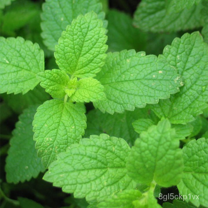 🌹【HOT SALE】 [High Germination] Peppermint Seeds for Planting (100pcs