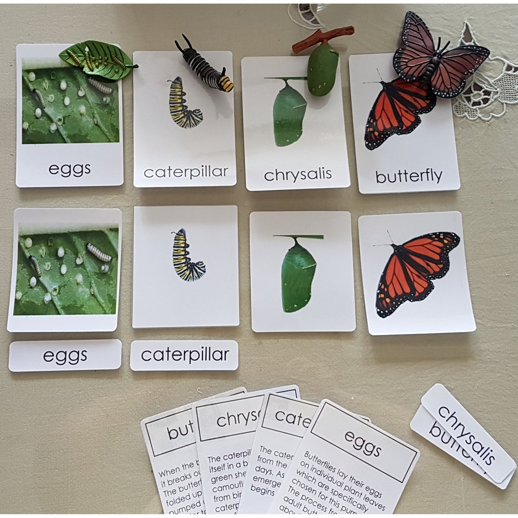 Life Cycle of Butterfly Miniature Models & 4 part cards | Shopee Singapore