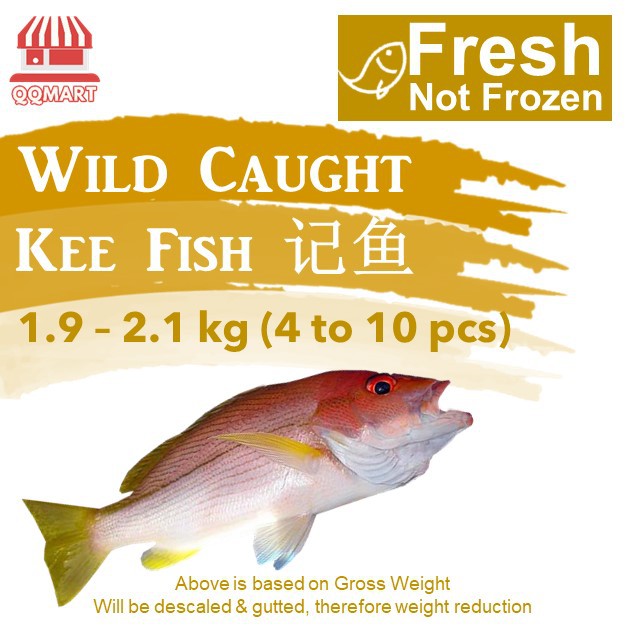 QQMart Fresh Seafood (Not Frozen) - Wild Caught Fresh Kee Fish (4 to 10 ...