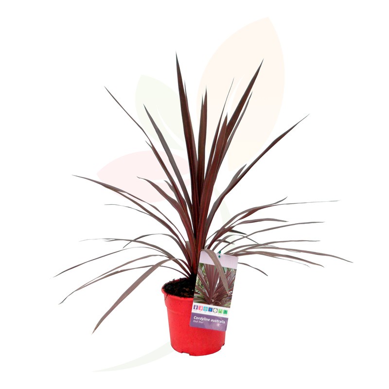 Cordyline Red Star Plant - Fresh Gardening Indoor Plant Outdoor Plants ...