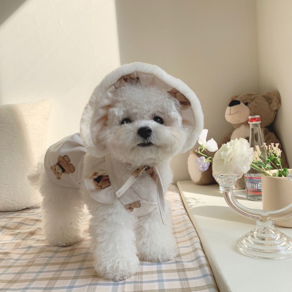 Korean teddy bear dog best sale