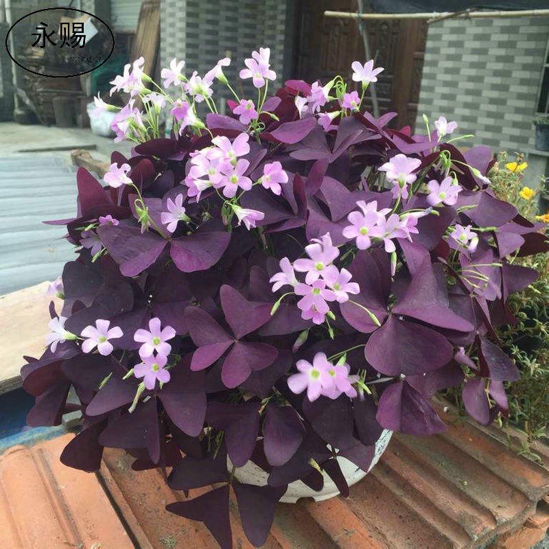 85. Oxalis triangularis/紫叶幸运草 Tuber Seeds One Pc Free Postal Mail in SG ...