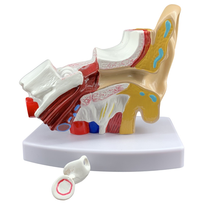 Human Ear Model Ear Anatomical Demonstration Model 1.5 Times Magnified ...