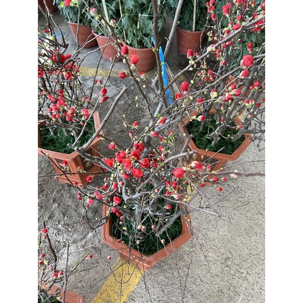 Prunus Bonsai (Japanese Cherry Blossom) real live plant free organic