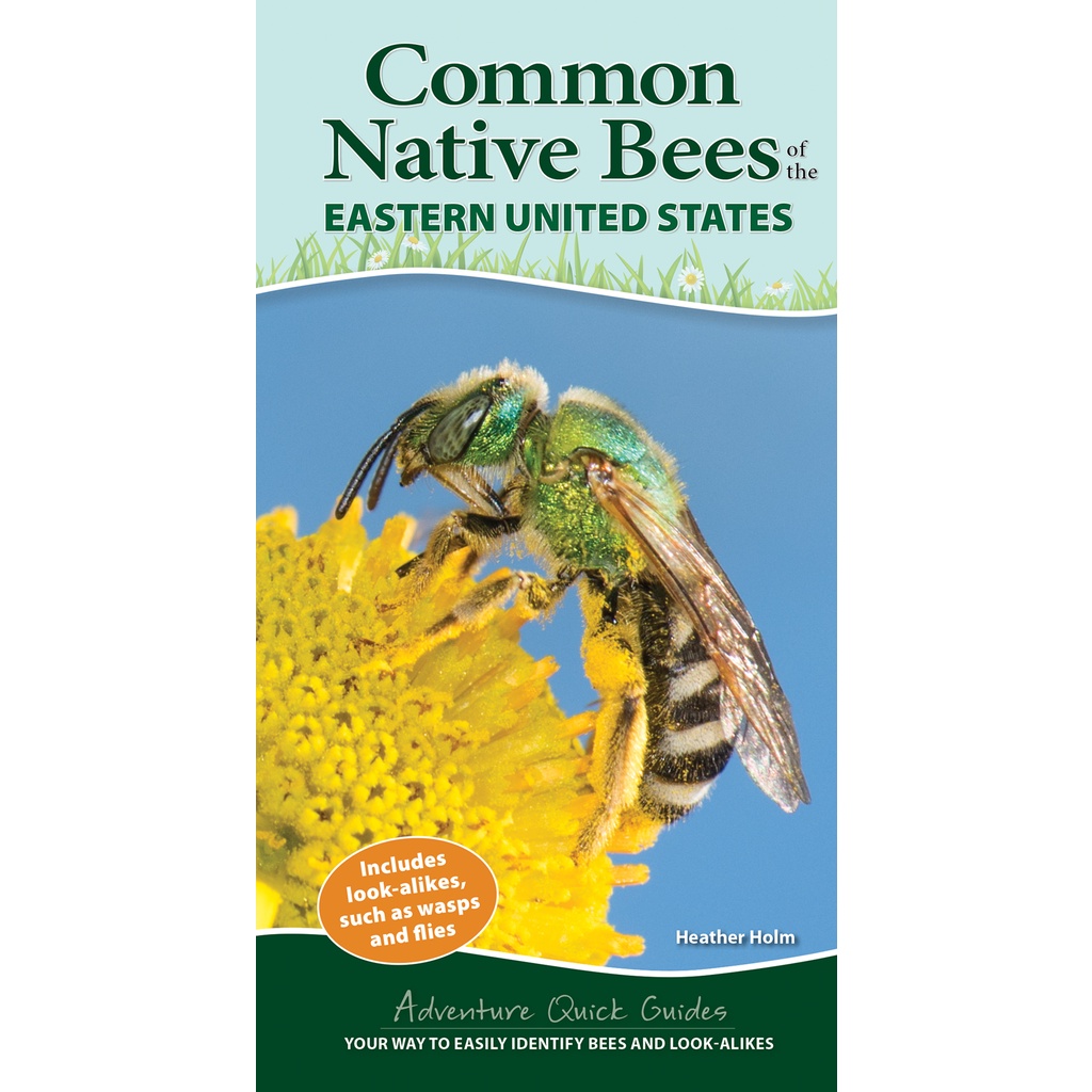 Common Native Bees of the Eastern United States - Your Way to Easily ...