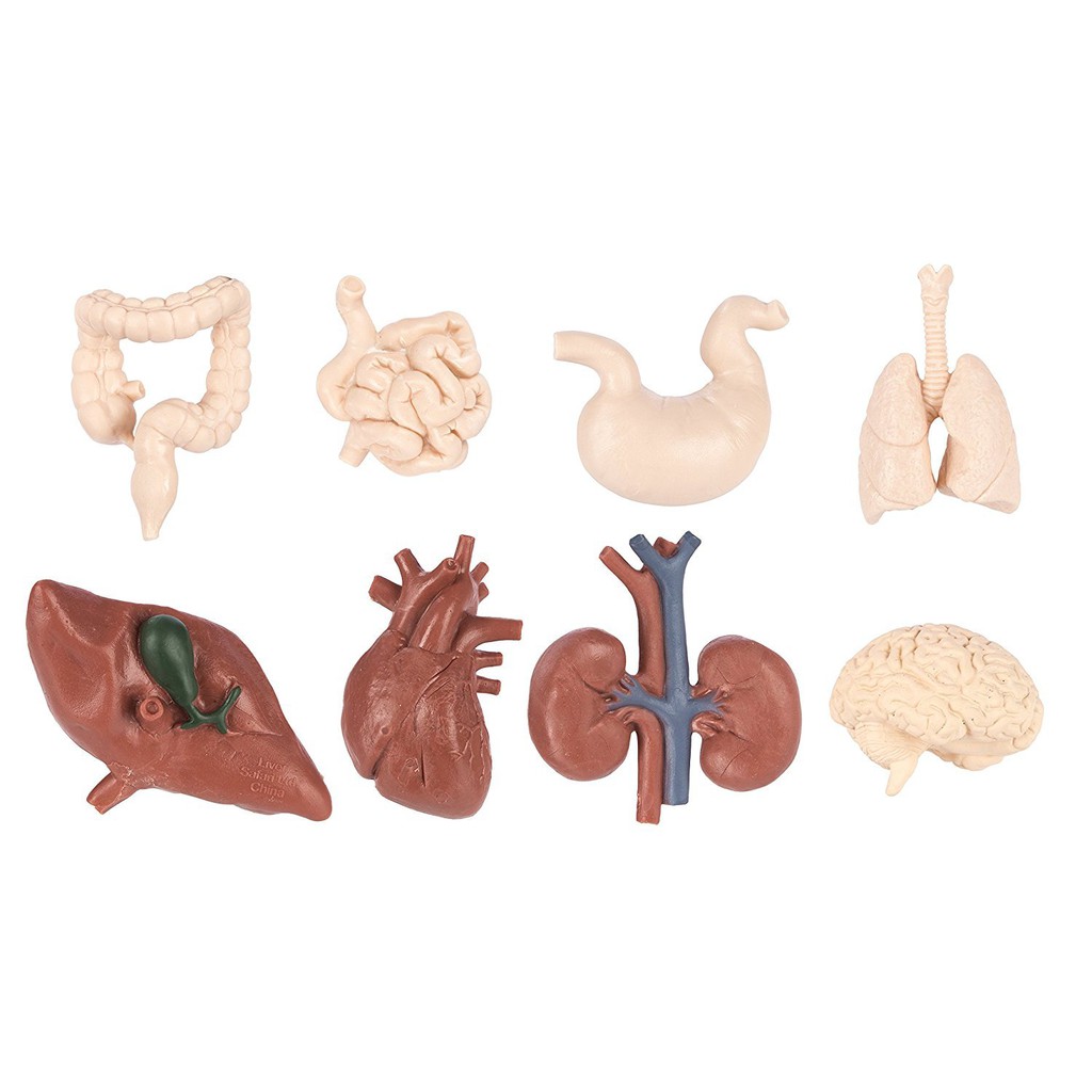 Safari Ltd Toob Human Organs - Science - Learn all about the Human ...