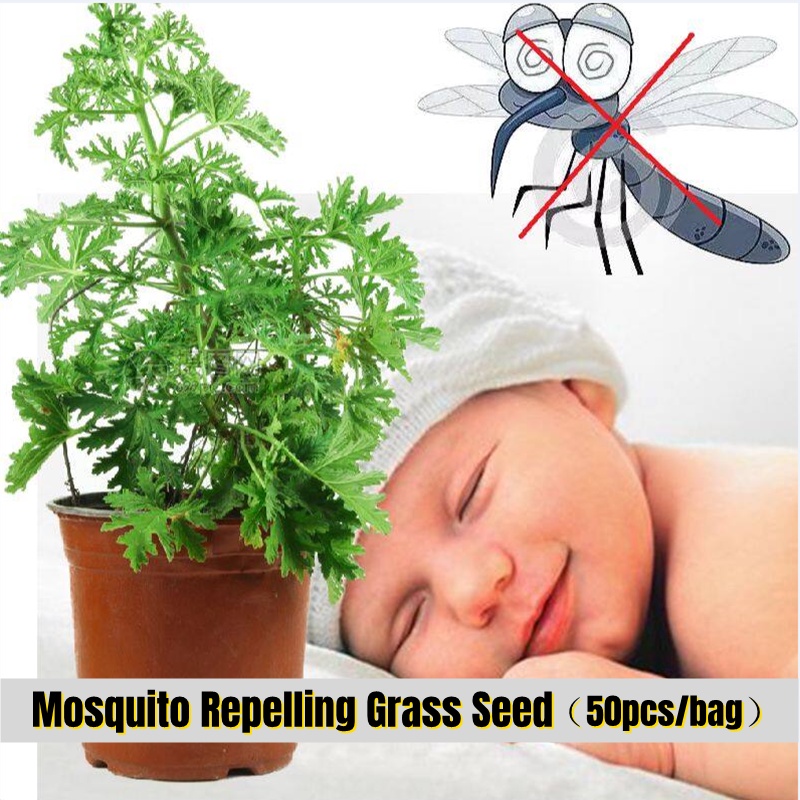 Fast Grow 50pcs Indoor Mosquito Repellent Grass Seeds Mozzie Buster