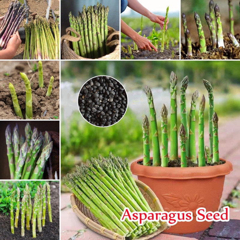 100 Authentic Asparagus Seeds for Planting (50 Seeds ) Organic