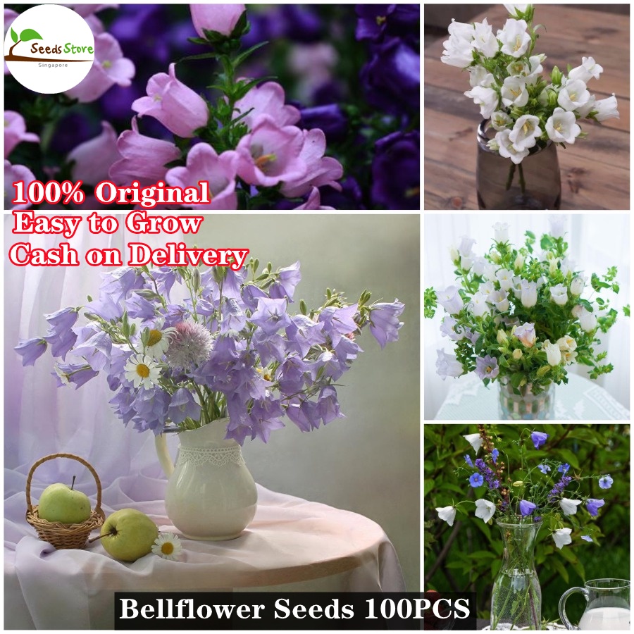 SG Ready Stock Bellflower Seeds 200pcs Hot Sale Flower Seeds for