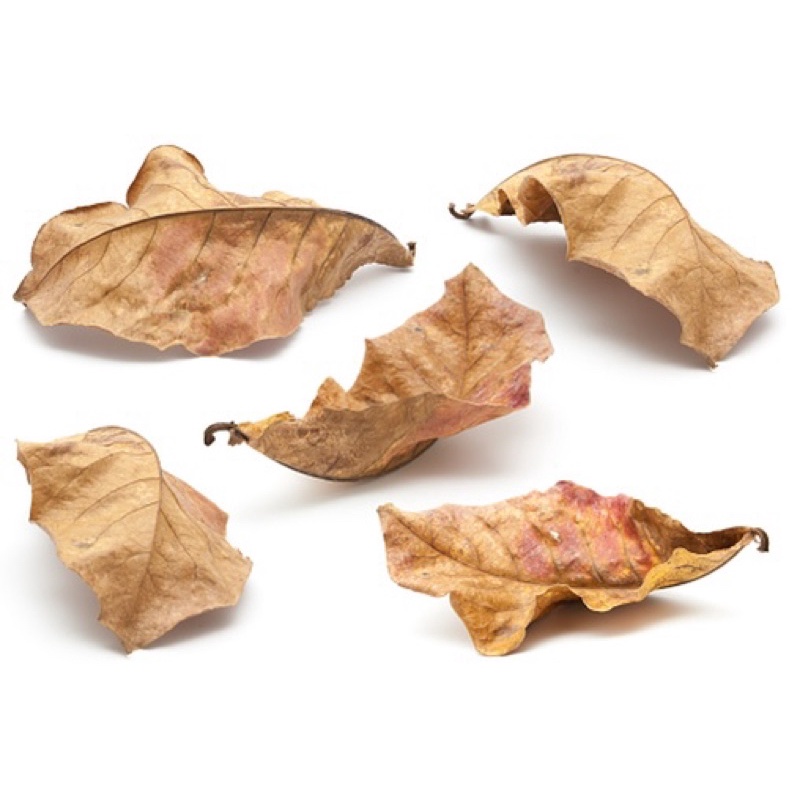 Dried Leaves Mix for Isopod or Terrarium Shopee Singapore