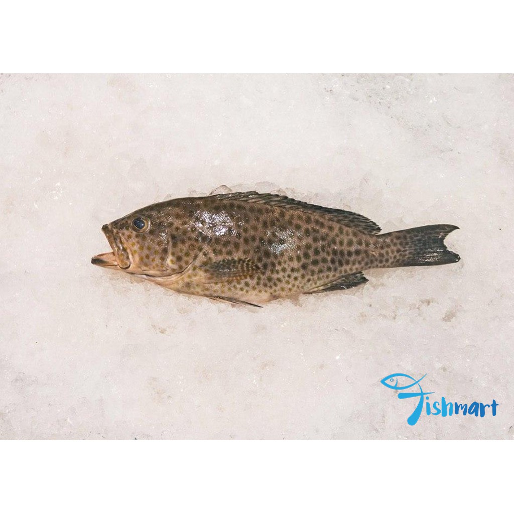Greasy Grouper (400g to 500g) Shopee Singapore