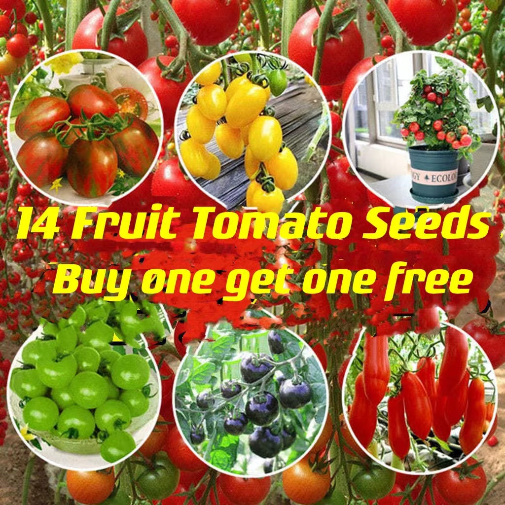 Cherry Tomatoes New Colorful Waterfall Tomato Seeds Spring Small Tomato Seedlings Millenni圣女果新型 7048