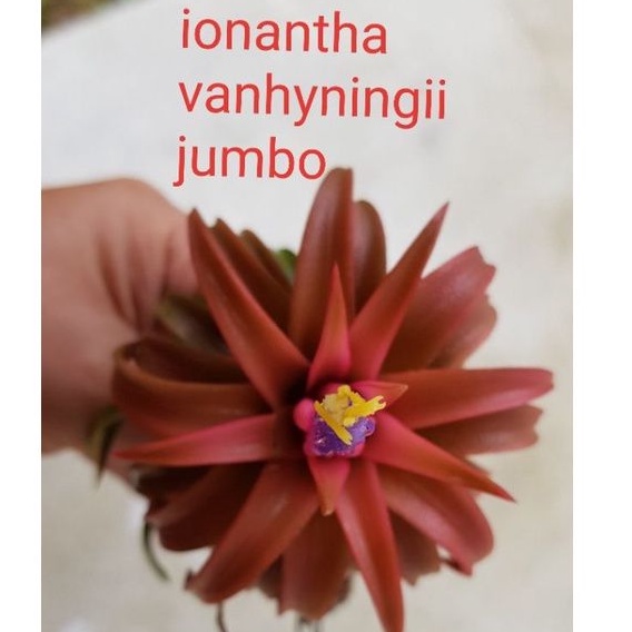 ionantha vanhyningii jumbo 肥万汗, tillandsia airplant, indoor outdoor air ...